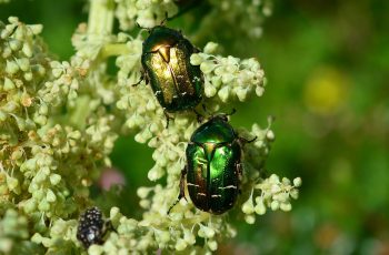 Comment lutter contre les insectes parasites ?